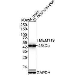 TMEM119 Rabbit Polyclonal Antibody - Biofargo - 