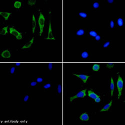 TMEM119 Rabbit Polyclonal Antibody - Biofargo - 