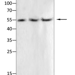 Anti-Iba1 antibody - Biofargo - 
