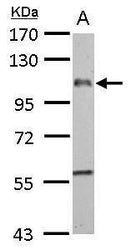 F4/80 antibody , C-term - Biofargo - 