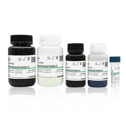 NewFlash Protein High MW PAGE Gel - Biosci™ - Biofargo - 