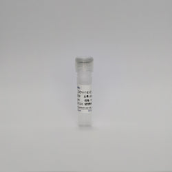 Recombinant Dengue Virus-E Protein (DENV-E)