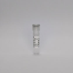 Recombinant Heparin-Binding Protein (HBP)