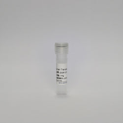 Recombinant Human Transferrin Protein