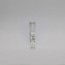 Recombinant Dengue Virus2-E Protein (DENV2-EnV)