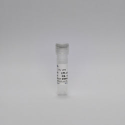 Recombinant Rotavirus Protein (RV VP6)