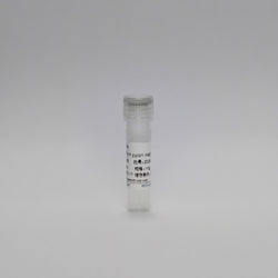 Recombinant H.pylori KatA Antigen