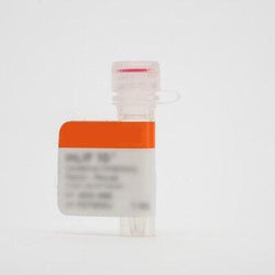 Rat Vascular Endothelial Growth Factor-165 (VEGF-165) – Animal Free - Biofargo - 