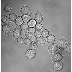 Monkey Bone Marrow Macrophages (Frozen Cells)