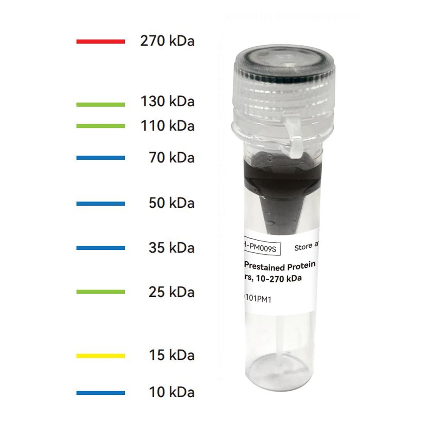 4-Color Prestained Protein Marker | Accurate Broad-Range SDS-PAGE ...