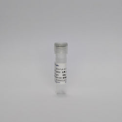 Recombinant Norovirus GII mAb