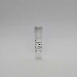 Recombinant Helicobacter Pylori Protein (HP-mAb)