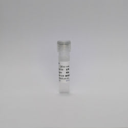 Recombinant Dengue Virus mAb