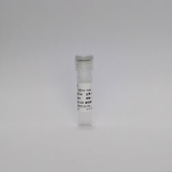 Recombinant Dengue Virus mAb