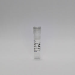 Recombinant Adenovirus Protein (Adenovirus mAb)