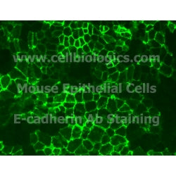 C57BL/6 Mouse Primary Liver Epithelial Cells