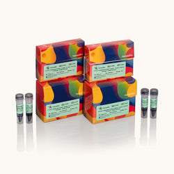 Tricolor Prestained Protein Ladder 10 kDa~180 kDa-Orange-Green & Blue-Yamaybio