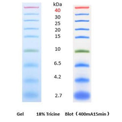 ColorBand Prestained Protein Marker Low Range 2.7 kDa-40 kDa - Biosci™