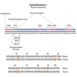Cytochrome C