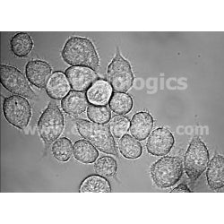 Canine Bone Marrow Macrophages (Frozen Cells)