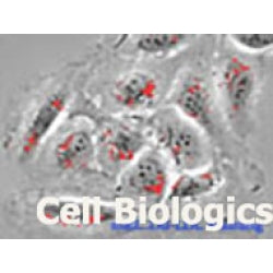 Canine Primary Thyroid Microvascular Endothelial Cells