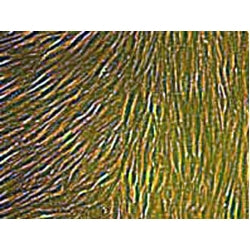 Canine Primary Skeletal Muscle Cells