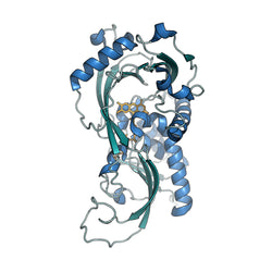 D-Amino Acid Oxidase (DAAO)