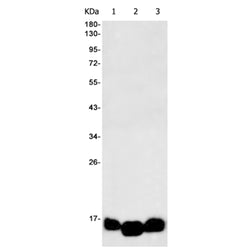 DAP rabbit monoclonal antibody