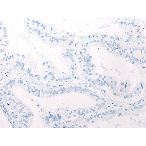 EMC7 rabbit polyclonal antibody