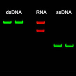 Eco-Stain, ready to use (EtBr alternative)