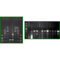 Eco-White-DNA Dye, Ready to Use