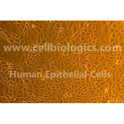 Human Primary Bladder Epithelial Cells