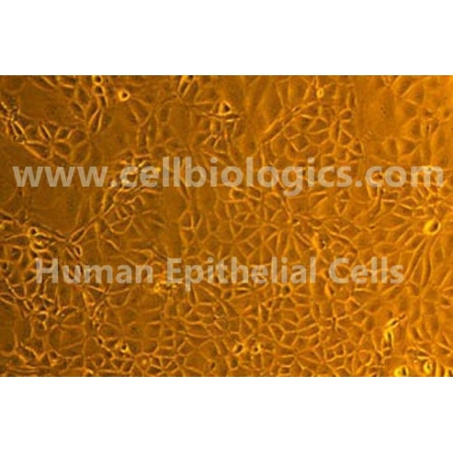 Human Primary Thyroid Epithelial Cells - Biofargo