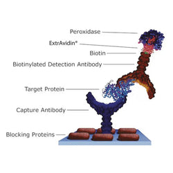 ExtrAvidin®-FITC-Biofargo