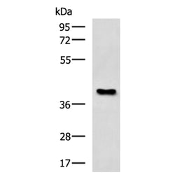 FUT1 rabbit polyclonal antibody