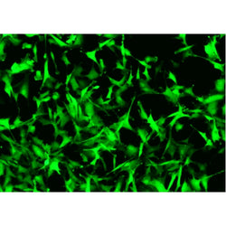 Aged Mouse Artery Fibroblasts