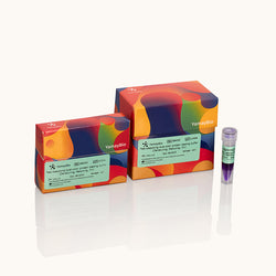 Fast-dissolving Dual-color protein Loading Buffer-Denaturing-Reducing-5x-Yamaybio