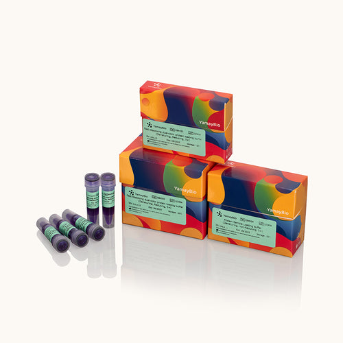 Fast-dissolving Dual-color protein Loading Buffer-Denaturing-Reducing-5x-Yamaybio