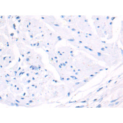 H3-3B rabbit polyclonal antibody