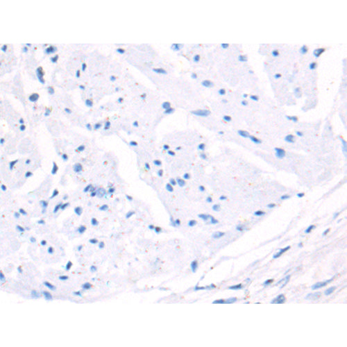H3-3B rabbit polyclonal antibody