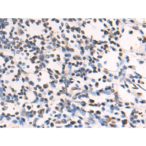 H3-3B rabbit polyclonal antibody