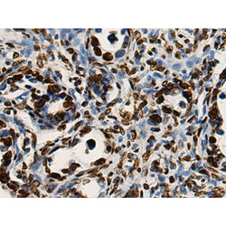 H3C1 mouse monoclonal antibody
