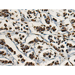 H3C1 mouse monoclonal antibody