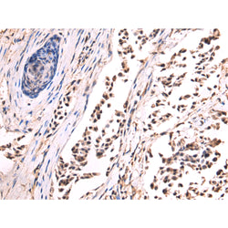 H3C1 rabbit polyclonal antibody