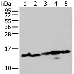 H3C1 rabbit polyclonal antibody