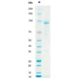 Recombinant Human HGF Protein-T&L - Biofargo - 