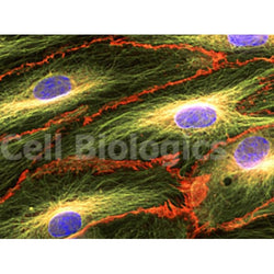 Human Primary Liver Sinusoidal Microvascular Endothelial Cells