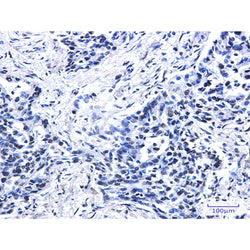 Histone H2A.X rabbit monoclonal antibody