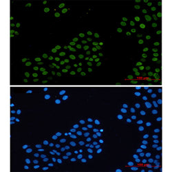 Histone H2A.X rabbit monoclonal antibody