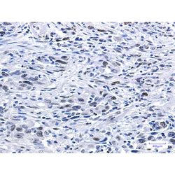 Histone H3.3 rabbit monoclonal antibody
